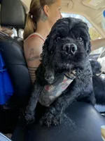 Dixie, a female Cocker Spaniel for sale in Centuria, WI – Photo 3 of 5