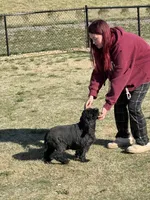 Dixie, a female Cocker Spaniel for sale in Centuria, WI – Photo 5 of 5