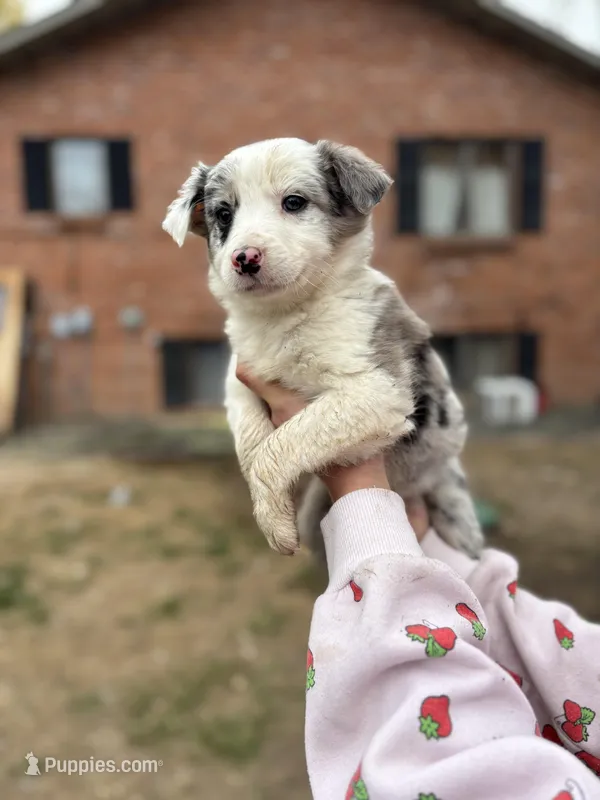Lilac merle – Australian Shepherd, Border Collie puppy for sale in Centuria, WI