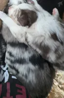 Lilac merle, a female Australian Shepherd and Border Collie for sale in Centuria, WI – Photo 2 of 2