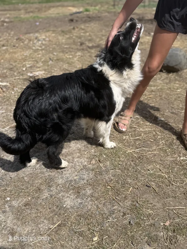 Lilac merle – Australian Shepherd, Border Collie puppy for sale in Centuria, WI