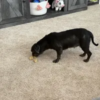 Loretta Rescue, a female Shih Tzu for sale in Centuria, WI – Photo 4 of 5