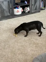 Loretta , a female Shih Tzu for sale in Centuria, WI – Photo 4 of 5