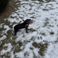 Loretta Rescue, a female Shih Tzu for sale in Centuria, WI – Photo 5 of 5