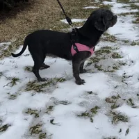 Loretta Rescue, a female Shih Tzu for sale in Centuria, WI – Photo 1 of 5