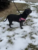 Loretta , a female Shih Tzu for sale in Centuria, WI – Photo 1 of 5