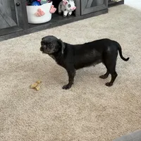 Loretta Rescue, a female Shih Tzu for sale in Centuria, WI – Photo 3 of 5