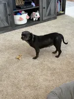 Loretta , a female Shih Tzu for sale in Centuria, WI – Photo 3 of 5