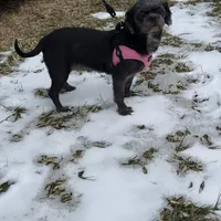 Loretta Rescue, a female Shih Tzu for sale in Centuria, WI – Photo 2 of 5