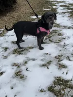 Loretta , a female Shih Tzu for sale in Centuria, WI – Photo 2 of 5