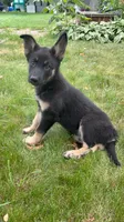 Roxy, a female German Shepherd Dog for sale in Centuria, WI – 2 of 4