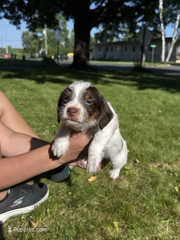 Basil – Yorkshire Terrier, Miniature Dachshund puppy for sale in Centuria, WI