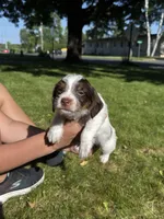 Basil, a male Yorkshire Terrier and Miniature Dachshund for sale in Centuria, WI – 1 of 10