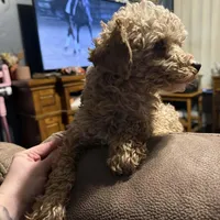 Judge, a male Poodle - Toy  for sale in Centuria, WI – Photo 3 of 5