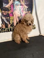 Judge, a male Poodle - Toy  for sale in Centuria, WI – Photo 4 of 5