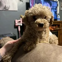 Judge, a male Poodle - Toy  for sale in Centuria, WI – Photo 1 of 5