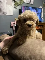 Judge, a male Poodle - Toy  for sale in Centuria, WI – Photo 1 of 3