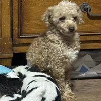 Judge, a male Poodle - Toy  for sale in Centuria, WI – Photo 2 of 5