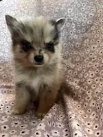 Serabi, a male Pomsky for sale in Centuria, WI – Photo 4 of 5