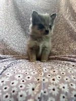 Serabi, a male Pomsky for sale in Centuria, WI – Photo 5 of 5