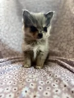 Serabi, a male Pomsky for sale in Centuria, WI – Photo 2 of 5