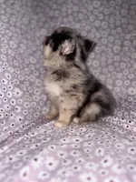 Serabi, a male Pomsky for sale in Centuria, WI – Photo 3 of 5