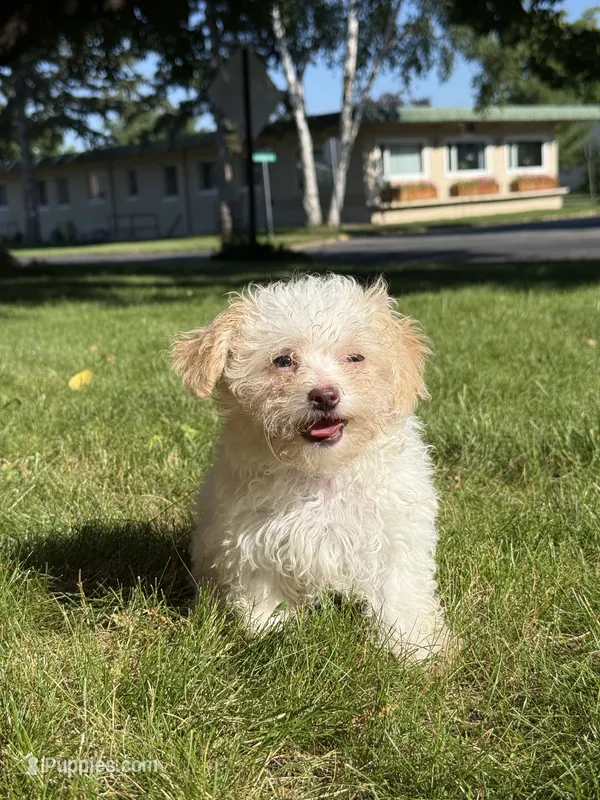 Syrup – Maltipoo puppy for sale in Centuria, WI