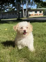 Syrup, a female Maltipoo for sale in Centuria, WI – 1 of 9