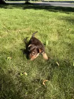 Betty, a female Yorkshire Terrier for sale in Centuria, WI – 5 of 6