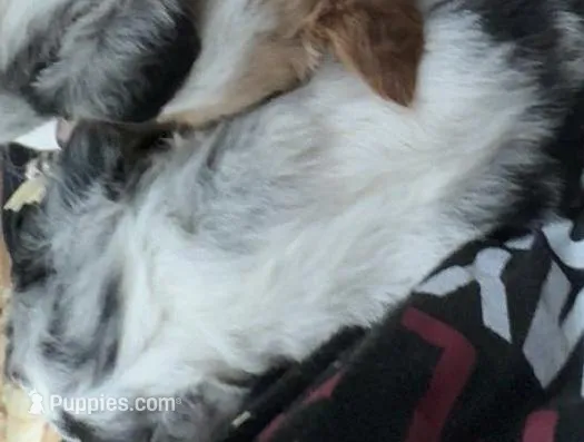 Blue merle – Australian Shepherd, Border Collie puppy for sale in Centuria, WI
