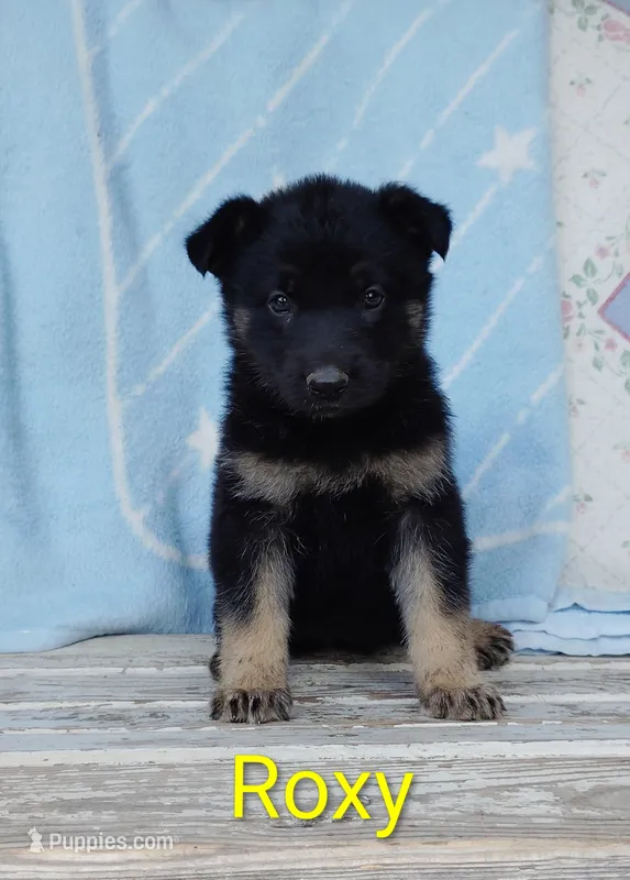 Roxy – German Shepherd Dog puppy for sale in Centuria, WI