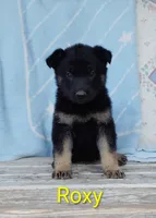 Roxy, a male German Shepherd Dog for sale in Centuria, WI – 1 of 1