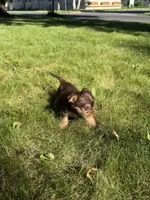 Betty, a female Yorkshire Terrier for sale in Centuria, WI – 4 of 6