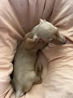 Red boy 3, a male Miniature Dachshund for sale in Centuria, WI – Photo 4 of 4