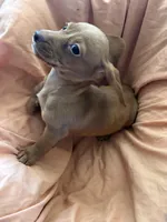 Red boy 3, a male Miniature Dachshund for sale in Centuria, WI – Photo 1 of 4