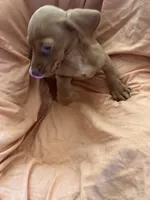 Red boy 3, a male Miniature Dachshund for sale in Centuria, WI – Photo 2 of 4