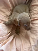 Red boy 3, a male Miniature Dachshund for sale in Centuria, WI – Photo 3 of 4