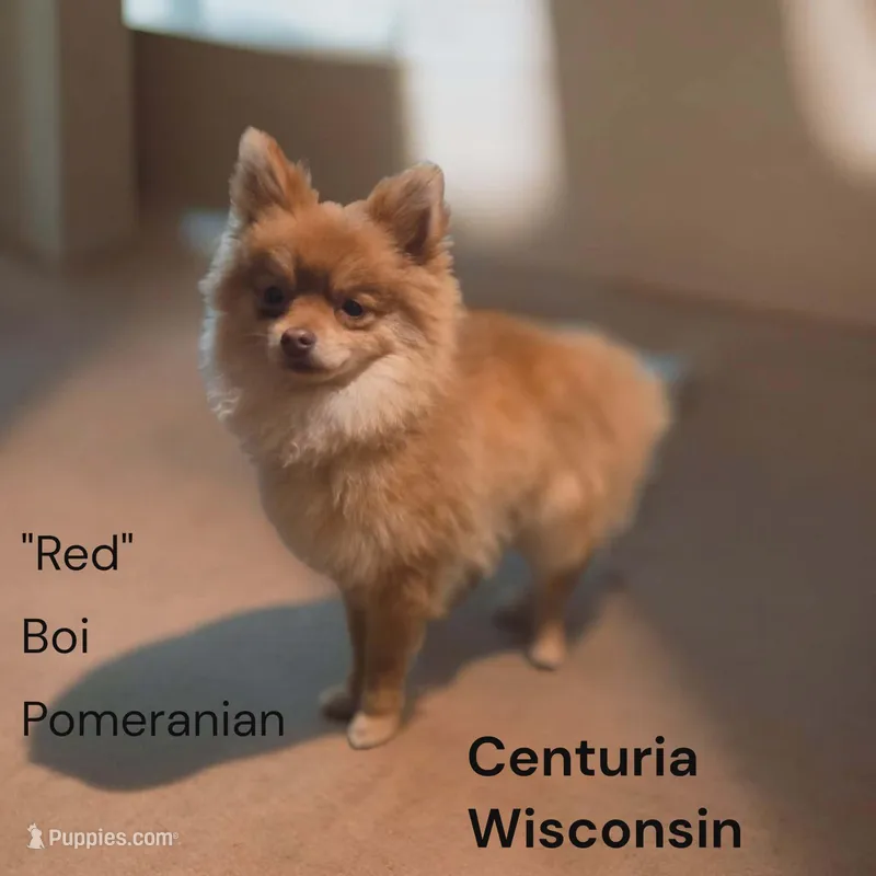 Lil red – Pomeranian puppy for sale in Centuria, WI