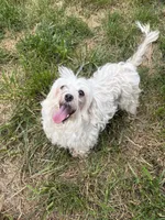 Ol Lady, a female Maltese for sale in Centuria, WI – 3 of 4
