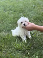 Gale, a female Maltese for sale in Centuria, WI – 5 of 5