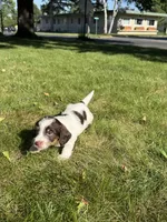 Basil, a male Yorkshire Terrier and Miniature Dachshund for sale in Centuria, WI – 5 of 10