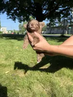 Rocky Bear, a male Dachshund and Pomeranian for sale in Centuria, WI – 3 of 8