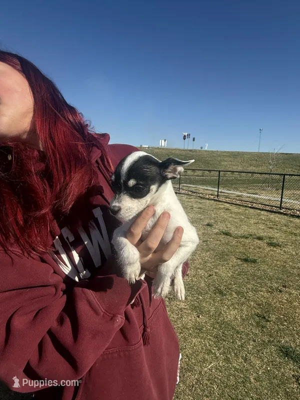 Tea cup wire hair – Chihuahua puppy for sale in Centuria, WI