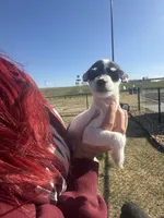 Tea cup wire hair, a female Chihuahua for sale in Centuria, WI – Photo 2 of 4