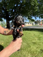 Georgia , a female Miniature Dachshund for sale in Centuria, WI – 2 of 4
