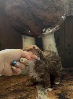 processed/3e19ebc1-cf54-4151-a2f2-cfcdc668dd54/listing/a9f548c0-d17c-414c-8e4f-872fba7e0bf4/fbb7dc37-0921-4b3e-bc39-90af85779d5a