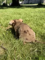 Nova, a female Dachshund and Pomeranian for sale in Centuria, WI – 5 of 5