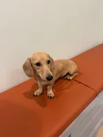 Buttercup, a female Miniature Dachshund for sale in Centuria, WI – 2 of 5