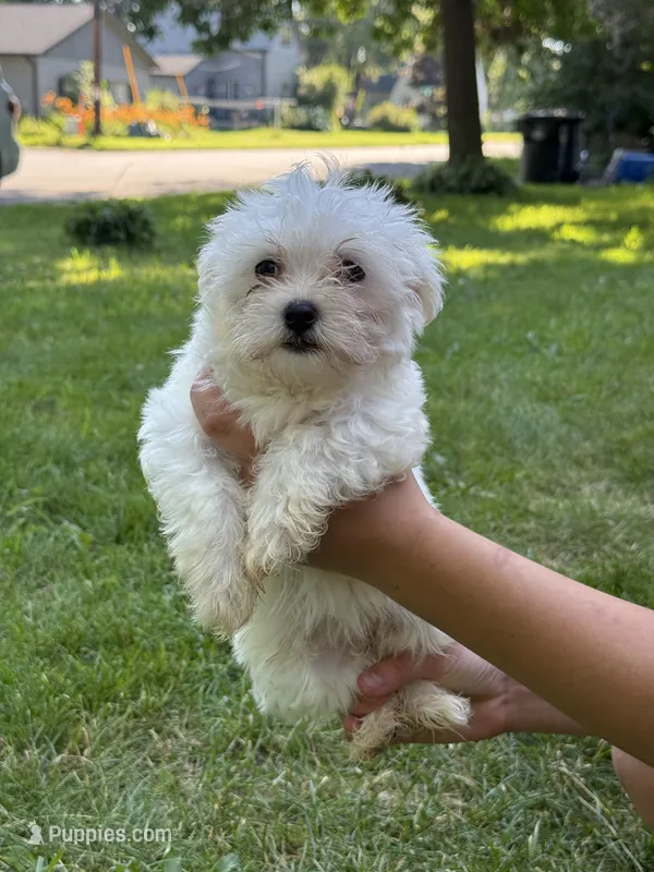 Gale – Maltese puppy for sale in Centuria, WI