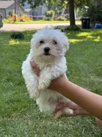 Gale, a female Maltese for sale in Centuria, WI – 1 of 5